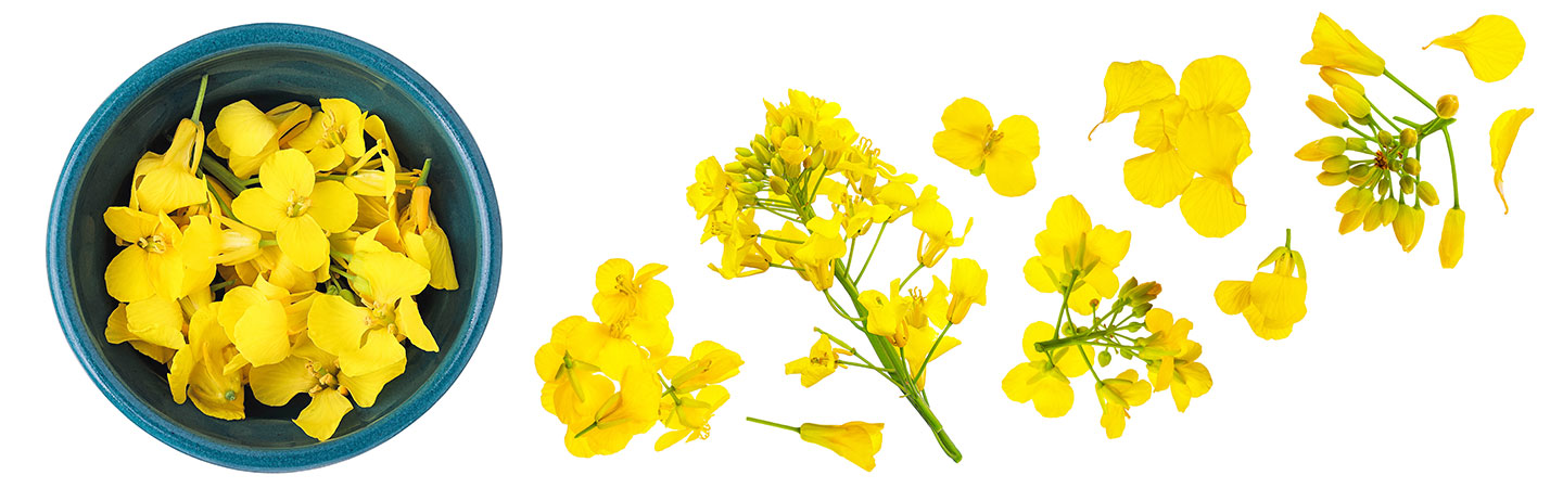 Fleurs et pétales de colza