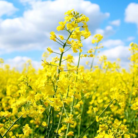 Notre biofioul nous permettant d'aller dans le sens de la transition écologique